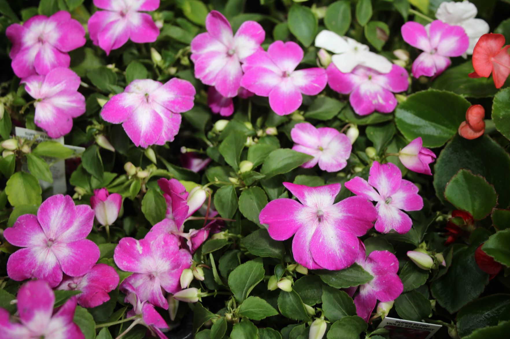 Pretty posies